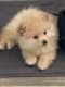 Pomeranian Puppies for sale in Holland, MI 49423, USA. price: NA
