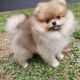 Pomeranian Puppies for sale in 1900 Palm Ave, Manhattan Beach, CA 90266, USA. price: NA