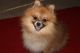 Pomeranian Puppies for sale in S Durango Dr, Las Vegas, NV, USA. price: NA