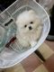 Pomeranian Puppies for sale in San Angelo, TX, USA. price: NA