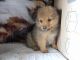 Pomeranian Puppies for sale in Sussex, NJ 07461, USA. price: $250
