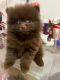 Pomeranian Puppies for sale in Flushing, NY 11358, USA. price: NA