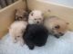 Pomeranian Puppies for sale in TWN N CNTRY, FL 33615, USA. price: NA