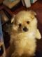 Pomeranian Puppies for sale in Highland, CA 92346, USA. price: NA