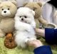 Pomeranian Puppies for sale in Chino Hills, CA, USA. price: $4,000