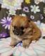 Pomeranian Puppies for sale in Nocona, TX 76255, USA. price: $960
