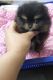 Pomeranian Puppies for sale in Chino Hills, CA, USA. price: $4,000