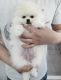 Pomeranian Puppies for sale in Chino Hills, CA, USA. price: $4,200