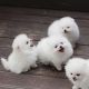 Pomeranian Puppies for sale in Florida City, FL, USA. price: $900