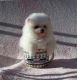 Pomeranian Puppies for sale in Royal Palm Beach, FL, USA. price: NA