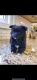 Pomeranian Puppies for sale in ST CLR SHORES, MI 48081, USA. price: $1,200