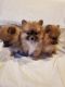 Pomeranian Puppies for sale in Chico, CA, USA. price: NA