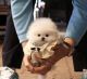 Pomeranian Puppies for sale in Chino Hills, CA, USA. price: $5,500