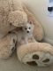 Pomeranian Puppies for sale in Laguna Beach, CA 92656, USA. price: NA