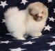 Pomeranian Puppies for sale in 1111 Army Navy Dr, Arlington, VA 22202, USA. price: NA