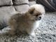 Pomeranian Puppies for sale in Montgomery, IN, USA. price: $1,300