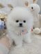 Pomeranian Puppies for sale in Seoul Garden Way, Valley, AL 36854, USA. price: $3,500