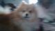 Pomeranian Puppies for sale in Alvin, TX, USA. price: NA