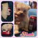 Pomeranian Puppies for sale in South Point, OH 45680, USA. price: $1,000