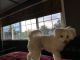 Pomeranian Puppies for sale in 72 Sierra Grande Ct, San Jose, CA 95116, USA. price: NA
