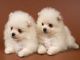 Pomeranian Puppies for sale in Denver, CO, USA. price: $200