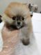 Pomeranian Puppies for sale in Chino Hills, CA, USA. price: $4,800