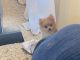 Pomeranian Puppies for sale in Cameron, MO 64429, USA. price: $1,300