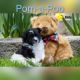 Pomeranian Puppies for sale in Clare, MI 48617, USA. price: NA