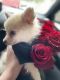 Pomeranian Puppies for sale in Glendale, CA, USA. price: NA