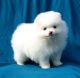 Pomeranian Puppies for sale in Piney Point, FL 34221, USA. price: NA