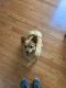 Pomeranian Puppies for sale in Baltimore, MD 21244, USA. price: $450