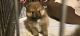 Pomeranian Puppies for sale in Stockton, CA, USA. price: $1,500