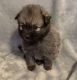 Pomeranian Puppies for sale in Slidell, LA, USA. price: $1,200