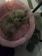 Pomeranian Puppies for sale in Northampton, PA, USA. price: NA