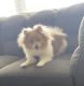 Pomeranian Puppies for sale in 6745 S Langdale St, Aurora, CO 80016, USA. price: NA