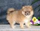 Pomeranian Puppies for sale in Denver, CO 80210, USA. price: $699