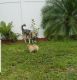 Pomeranian Puppies for sale in Lehigh Acres, FL 33974, USA. price: NA