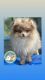 Pomeranian Puppies for sale in Belleville, NJ, USA. price: $5,000