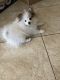 Pomeranian Puppies for sale in Sarasota, FL, USA. price: NA