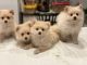 Pomeranian Puppies for sale in Somerset County, NJ, USA. price: NA