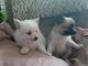 Pomeranian Puppies for sale in Justin, TX 76247, USA. price: NA