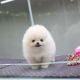 Pomeranian Puppies for sale in NE 122nd Ave, Battle Ground, WA 98604, USA. price: NA
