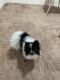 Pomeranian Puppies for sale in Springfield, OR, USA. price: $2,000