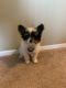 Pomeranian Puppies for sale in Romulus, MI, USA. price: NA