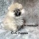 Pomeranian Puppies for sale in Chino Hills, CA, USA. price: $4,500