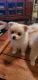 Pomeranian Puppies for sale in El Dorado, AR 71730, USA. price: NA
