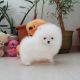Pomeranian Puppies for sale in United States Air Force, Raf Mildenhall, Bury Saint Edmunds IP28 8NF, UK. price: 1 GBP