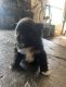 Pomeranian Puppies for sale in Southlake, TX 76092, USA. price: NA