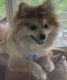 Pomeranian Puppies for sale in Franklin, IN 46131, USA. price: NA