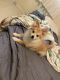 Pomeranian Puppies for sale in Reno, NV, USA. price: $500